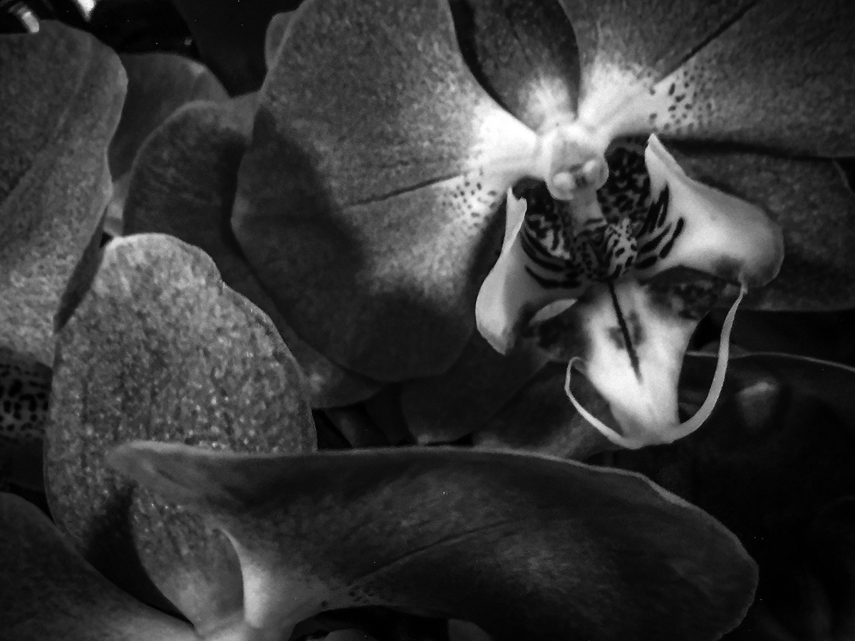 Black-and-white orchid photograph by Al Benthovsky